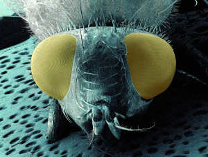 Das Foto ist eine Nahaufnahme einer Stubenfliege. Für das ComplexEye übertragen die Forschenden das biologische Konzept der Facettenaugen auf ein künstliches Mikroskop-System.