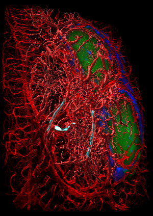 Fluoreszenz-Ultramikroskopische Aufnahme aus dem speziellen Darmgewebe einer Maus, das besonders viele Ig-produzierende Plasmazellen enthält.